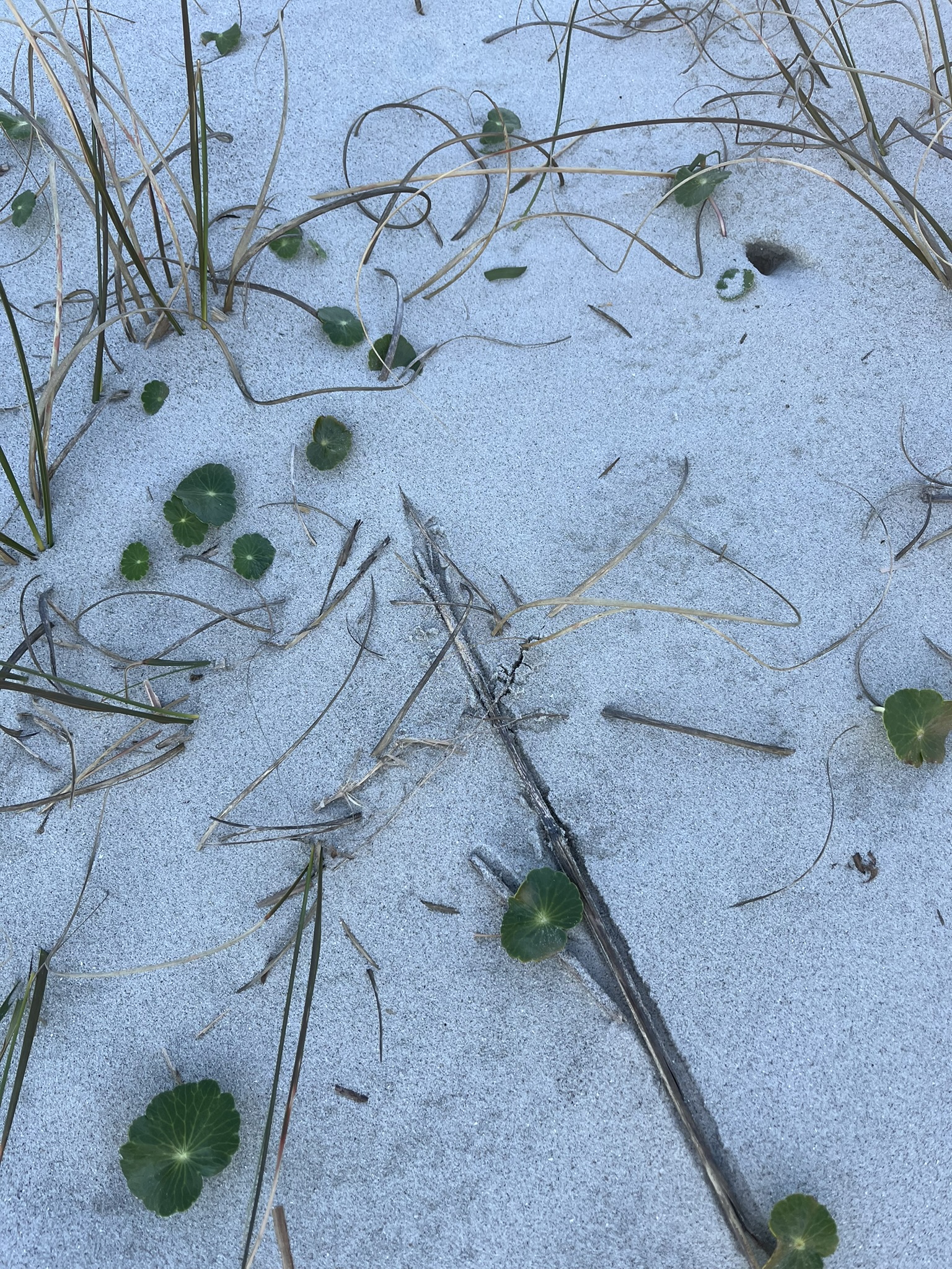 Coastal Dunes in Folly Beach, SC
